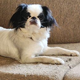 Lace - Japanese Chin