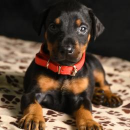 Indy (Independence) - Black and rust female Doberman Pinscher puppy in Overton, Texas from Obsidian Kennel