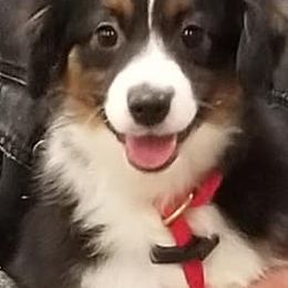 Miniature American Shepherds from Husker Heart Kennel