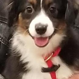 Miniature American Shepherds from Husker Heart Kennel