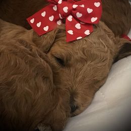 Poodle Puppies from Prissy Pants Poodles LLC