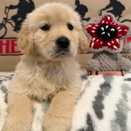 Nancy - Golden female Golden Retriever puppy in Duncan, South Carolina from Glimmer Goldens