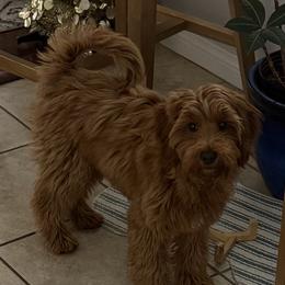 Goldendoodle All Grown Up from Goldendoodle AZ