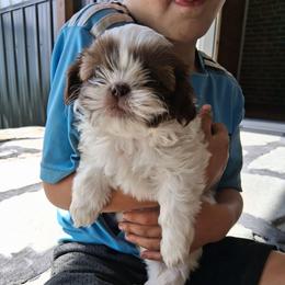 Lucy - Gold and white female Shih Tzu puppy in Lebanon, Pennsylvania from Stoney Acre Farms