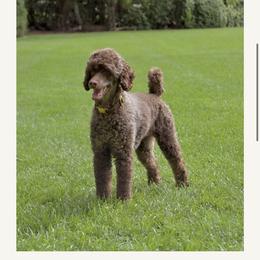 Kalea - Poodle
