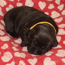 Cuddles - Chocolate female Labrador Retriever puppy in Camden, Indiana from Camden's Caring Canines