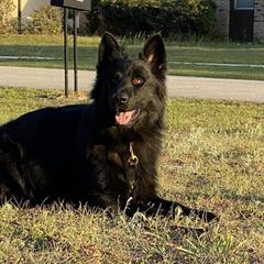 German Shepherds from Wernerhaus LLC
