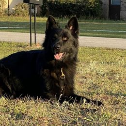 German Shepherds from Wernerhaus LLC