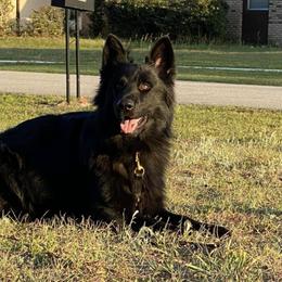 German Shepherds from Wernerhaus LLC