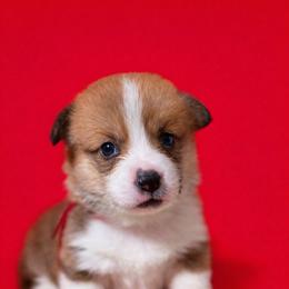 Red collar - Sable male Pembroke Welsh Corgi puppy in Poulsbo, Washington from Central Valley kennel