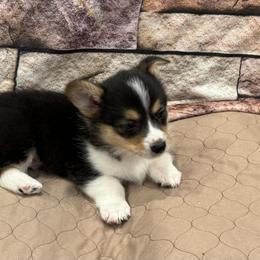 Boy 3 - Black and tan male American Corgi puppy in Visalia, California from VIP Stables