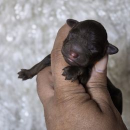 Bernedoodle puppies from Austin Doodles & Poodles