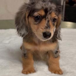 Beauty - Dapple female Dachshund puppy in Woodbine, Georgia from Walker's Minidachs