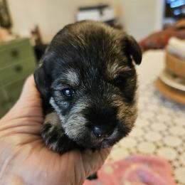 Light Green Collar - Salt and pepper female Miniature Schnauzer puppy in Blountville, Tennessee from Maxwell House Schnauzers