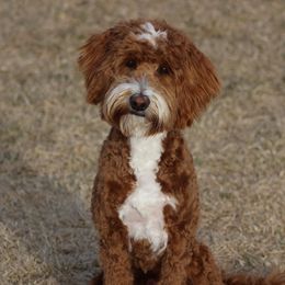 Wesson - Australian Labradoodle
