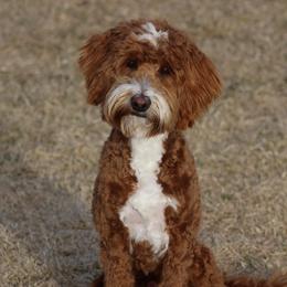 Wesson - Australian Labradoodle