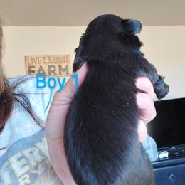 Shih Tzu Puppies from Karen Elliott