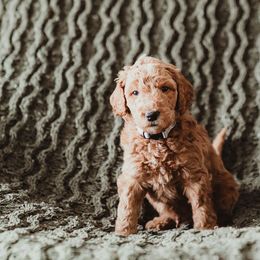 Poodle Puppies from Peterson Poodles