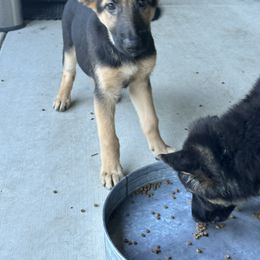 German Shepherd Puppies from Devon Rugerio's German Shepherds
