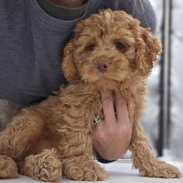 Apple - Red Apricot Sable Boy - Brown male Cockapoo puppy in Earleville, Maryland from Teddy Bear Cockapoos