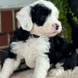 Ferdinand - Sheepadoodle puppy from Redcay's Mini Bernedoodles