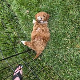 Ember - Parti female Goldendoodle puppy in Layton, Utah from Lauralyn's Goldendoodles