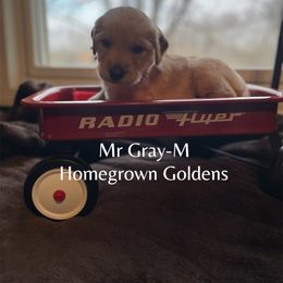 Golden Retriever Puppies from Homegrown Goldens