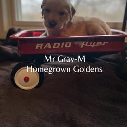 Golden Retriever Puppies from Homegrown Goldens