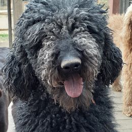 Finley - Poodle