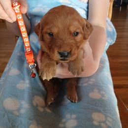 Orange - Dark golden male Golden Retriever puppy in Lanesboro, Minnesota from Eagle Ridge Golden Retrievers