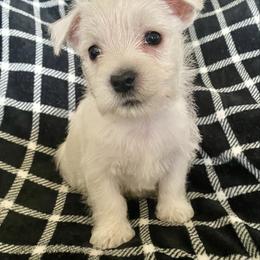 Onyx (Black) - White male West Highland White Terrier puppy in Jefferson, North Carolina from McGuire’s High Country Terriers