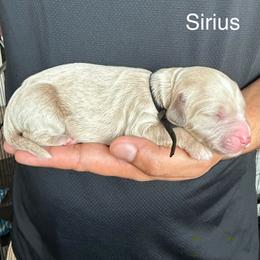 Sirius - Apricot male Goldendoodle puppy in Conroe, Texas from Tails of Cypress
