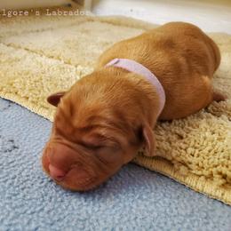 Labrador Retriever Puppies from Kilgore’s Labrador Retrievers