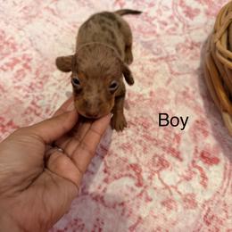 Sloane - Dapple male Dachshund puppy in Magnolia, Texas from Carrie’s Countryside Dachshunds
