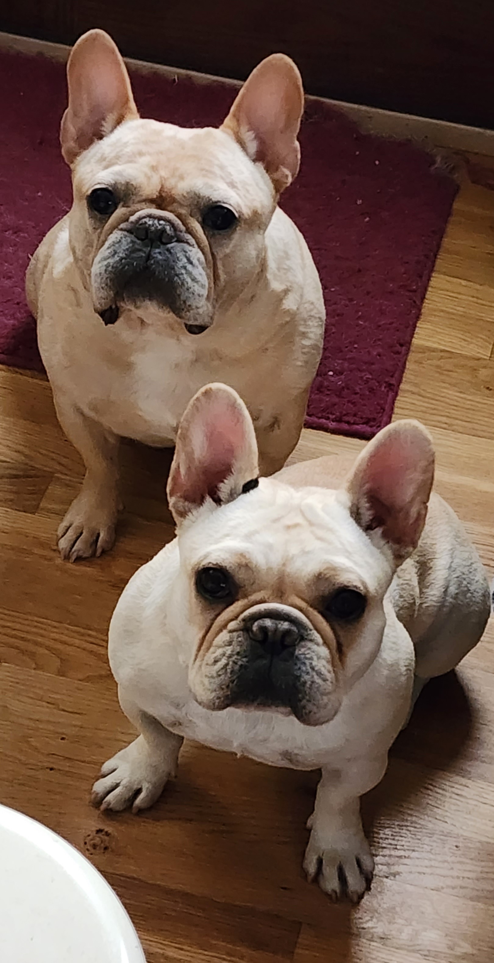 French Bulldog All Grown Up from TOP Bred Frenchies by Jill