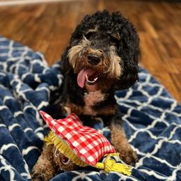 Phoebe - Bernedoodle