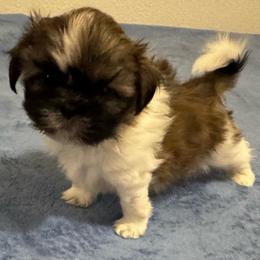 Nugget - Brown and white male Shichon puppy in Brainerd, Minnesota from Angie’s Teddy Bear Puppies Minnesota