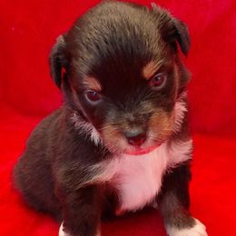 Moana - Black tri female Miniature American Shepherd puppy in San Benito, Texas from Vaquera's Miniature American Shepherds