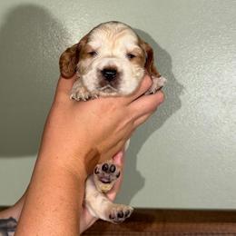 Firecracker - Lemon and white male English Springer Spaniel puppy in Williston, Florida from Parks Paradise Springers