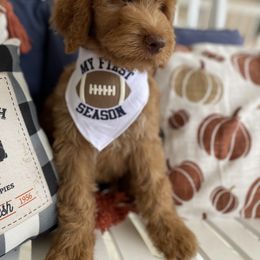 Goldendoodle Puppies from Thompson Creek Doodles