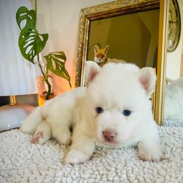 Timber - White male Pomsky puppy in Greenville, South Carolina from Thicketty Mountain Pomskies