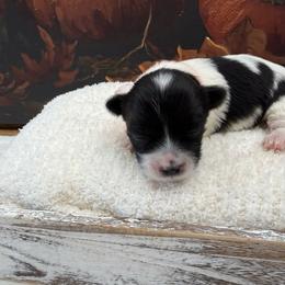 Ash - Black and white male Coton de Tulear puppy in Cabool, Missouri from Big Gulch Puppies