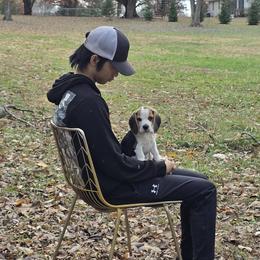 Beagle puppies from Nukee Beagles and Corgis