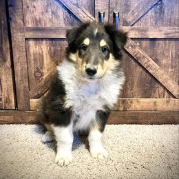 Jamie - Black white and tan male Collie puppy in Park, Kansas from A/K Rough Collies