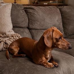 Gilley - Dachshund