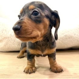Girl 2 - Dapple female Dachshund puppy in Santee, California from Miniweeniedoxies
