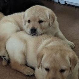 Labrador Retrievers from Ledyard's Labrador Retrievers