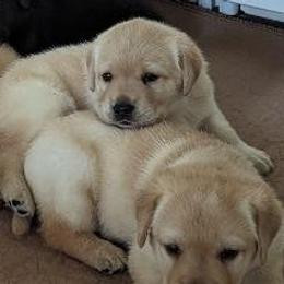 Labrador Retrievers from Ledyard's Labrador Retrievers