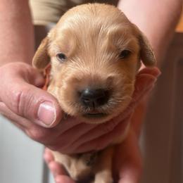 Orange Boy - Light golden male Golden Retriever puppy in Hendersonville, North Carolina from Apple Country Retrievers
