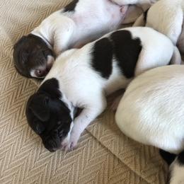 German Shorthaired Pointer Puppies from Chasing Kaya
